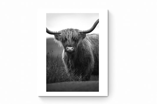 Recarga vertical Larga Switch in Art impressa Print de Galería "Vaca de las Tierras Altas en blanco y negro"