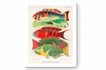 Recarga vertical Larga Switch in Art impressa Print de Galería " Peces de la Gran Barrera de Coral "